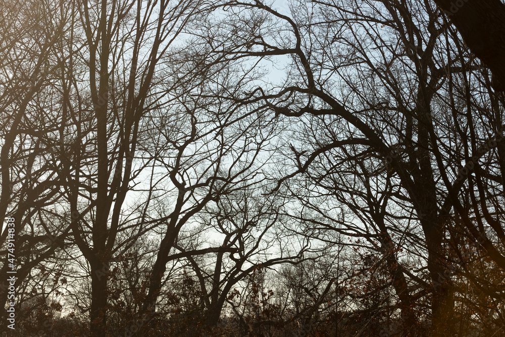 trees and sky with natural sun flare effect trees and sky with natural sun flare effect
