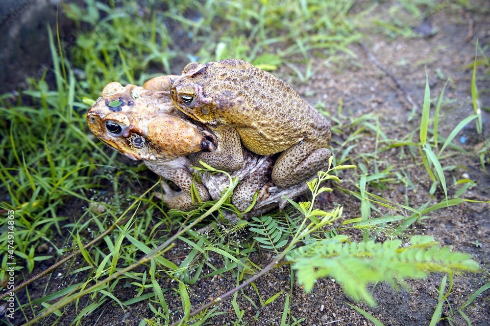 Fototapeta premium Reproduction, cane toad (Rhinella marina) bufonidae family. Male hugs the female. Manaus - Amazon, Brazil.