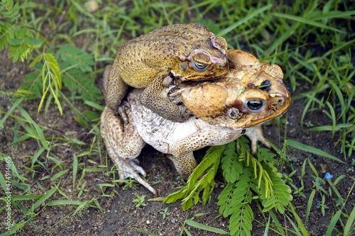 Reproduction, cane toad (Rhinella marina) bufonidae family. Male hugs the female. Manaus - Amazon, Brazil. photo