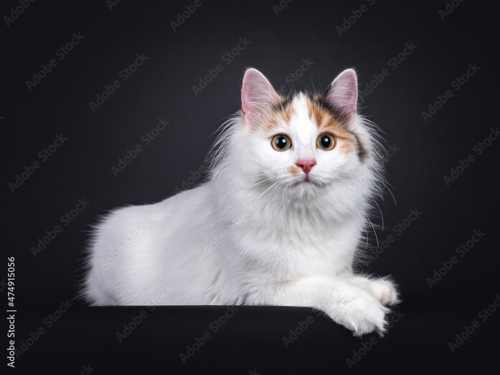 Adorable young Turkish Van cat, laying down side ways. Looking straight ahead away from camera. Isolated on a black background.