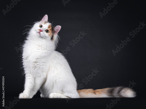 Fotografía Adorable young Turkish Van cat, sitting side ways