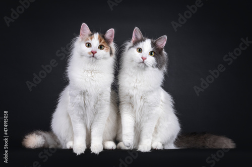 2 Adorable young Turkish Van cats, sitting beside each other facing front. Looking both straight to camera. Isolated on a black background. photo