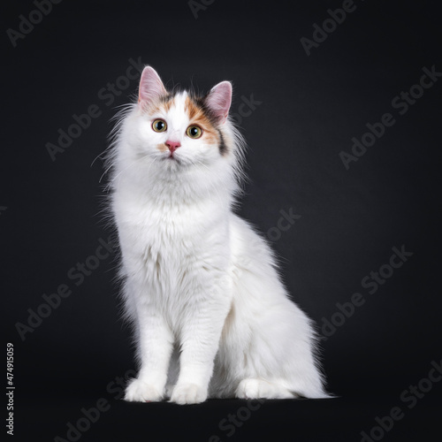 Adorable young Turkish Van cat, sitting sitting up facing front. Looking towards camera. Isolated on a black background.