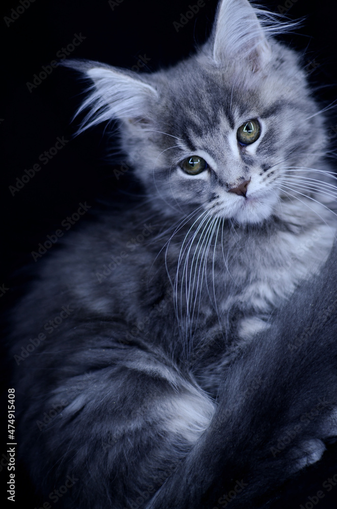 Maine Coon kitten, several months old, black-gray color on a black background.