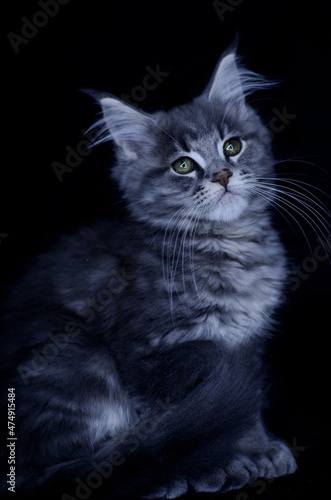 Maine Coon kitten, several months old, black-gray color on a black background. © Svetlana Golovco
