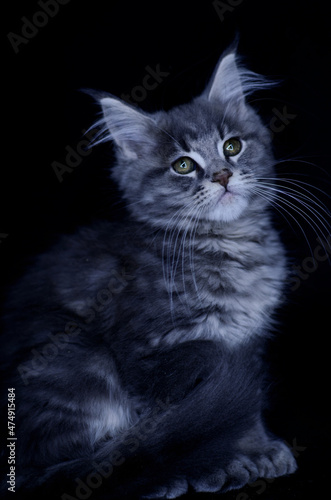 Maine Coon kitten, several months old, black-gray color on a black background.