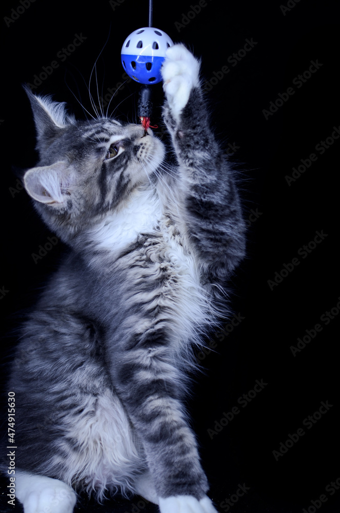 Fototapeta premium Maine Coon kitten, several months old, black-gray color on a black background.