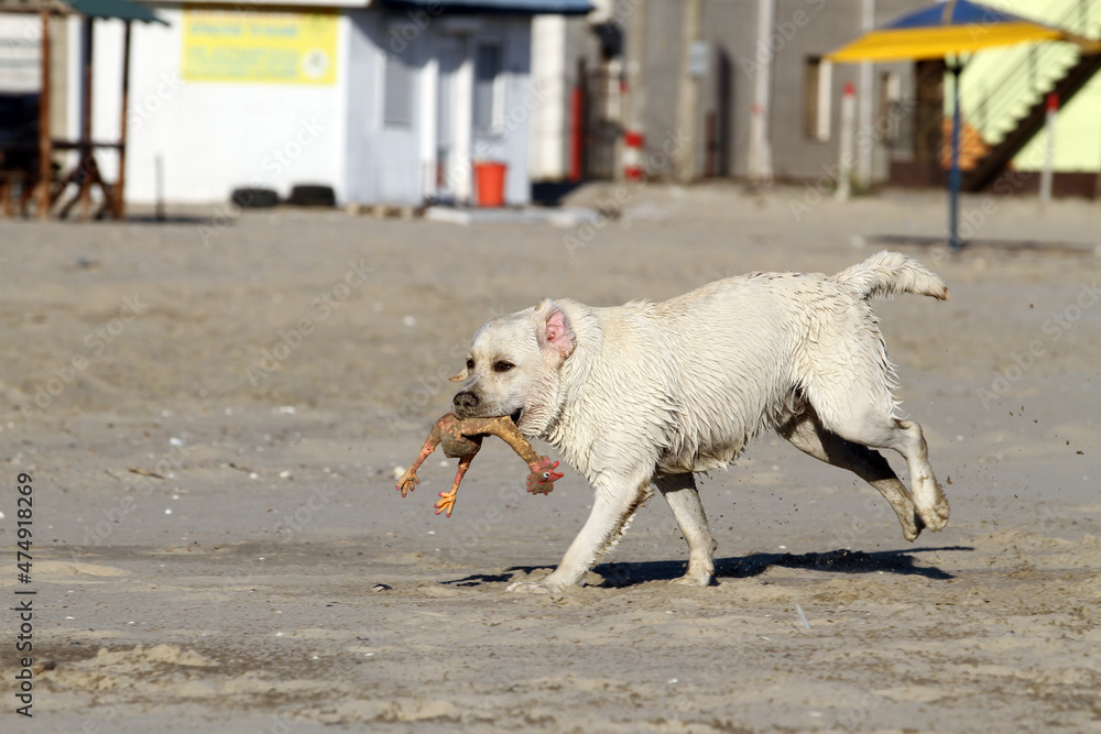 Fototapeta premium a nice yellow labrador playing at the seashore