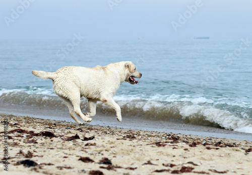 the yellow labrador playing at the seashore © yarvet