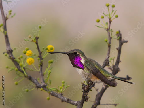 Fotografie Lucifer Hummingbird, Calothorax lucifer