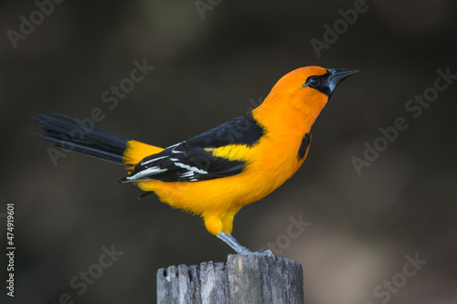Cuadro en lienzo Altamira Oriole, Icterus gularis