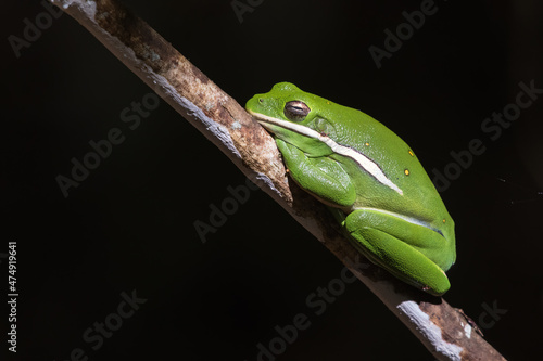 American Green Tree Frog, Hyla cinerea photo