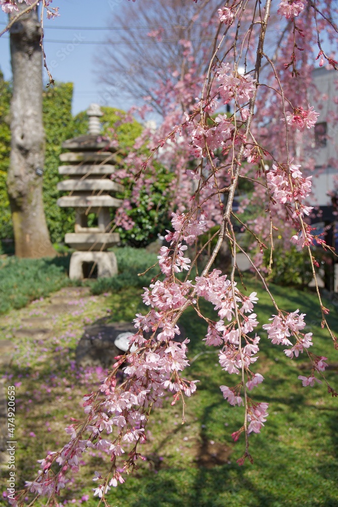 大田区　長遠寺のしだれ桜の春