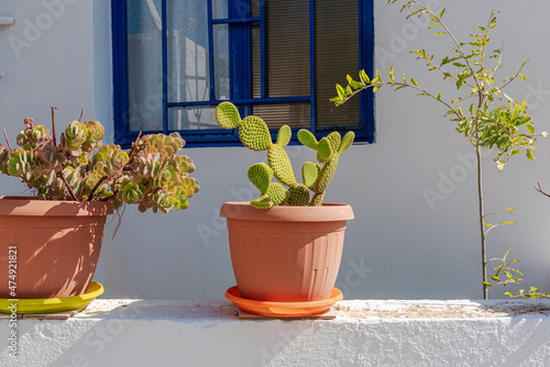 Cactus in flower pot in the small village of Lentas with its narrow alleyways and old houses. Situated in the south coast of Crete, the village has kept his original character  © ksl