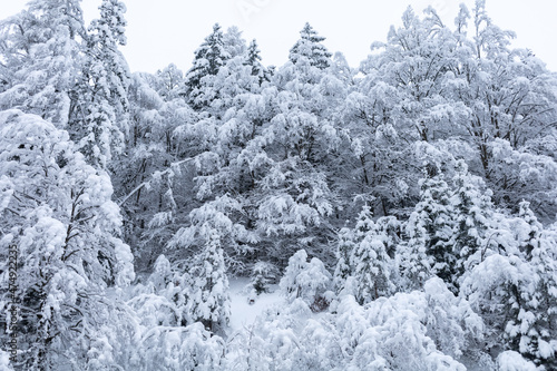 winter forest trees covered with white snow