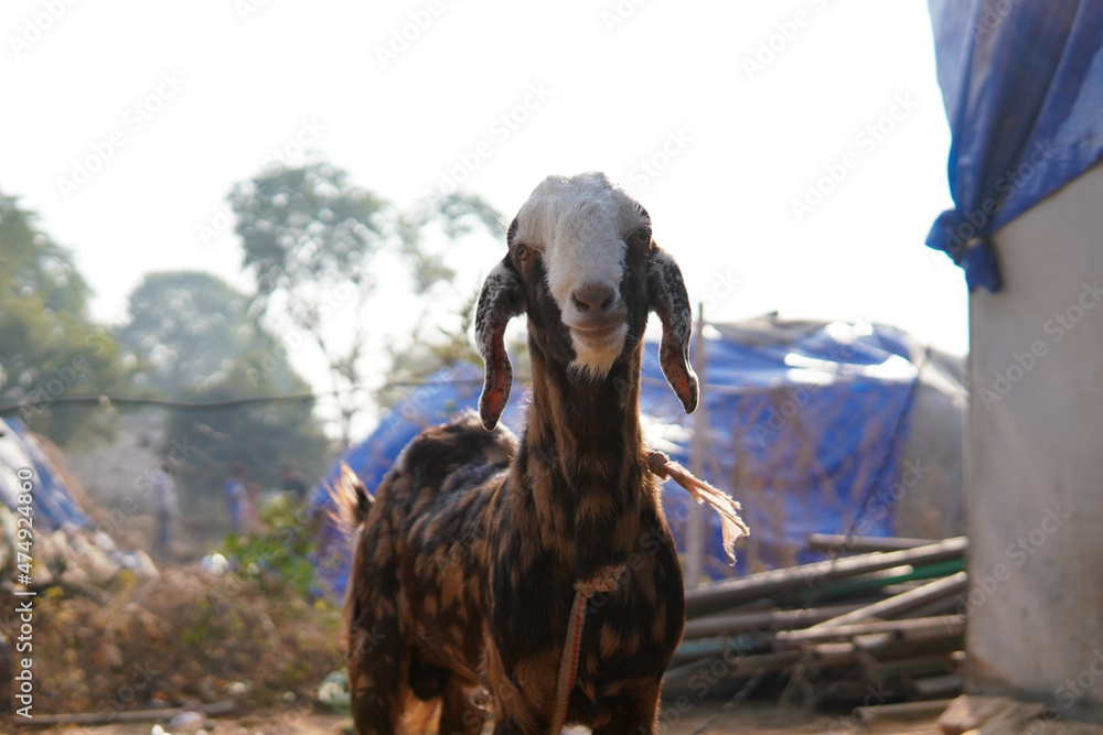 male goat in the village