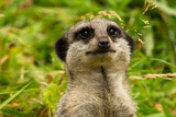 head of a Slender tailed meerkat (Suricata suricatta) looking at the camera isolated on a natural background