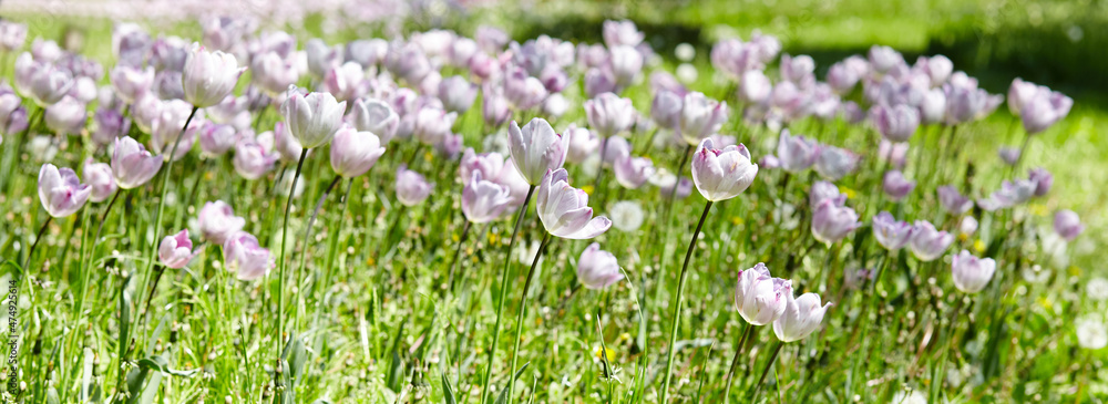 Beautiful tulip flowers blooming in a garden. Beauty tulip plant in the spring garden in rays of sunlight in nature. Blur background with bokeh image, selective focus Beautiful tulip flowers blooming in a garden. Beauty tulip plant in the spring garden in rays of sunlight in nature. Blur background with bokeh image, selective focus