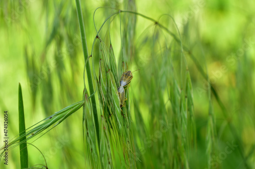 Two beetles mate on green grass.