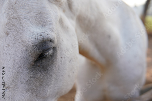 close up photo of grey horse