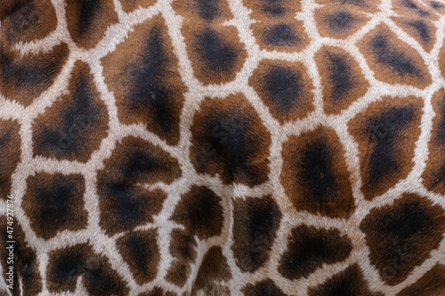 Photography pattern of giraffe skin seen from the side