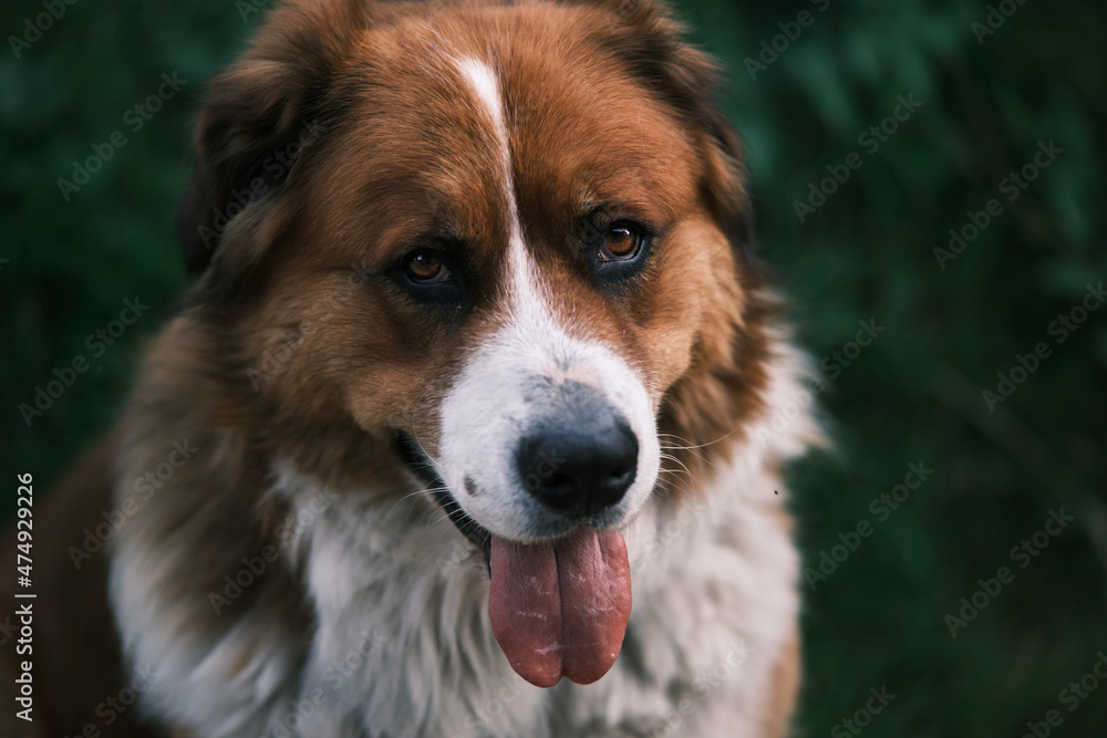Ταπετσαρία A portrait of happy dog with its tongue out