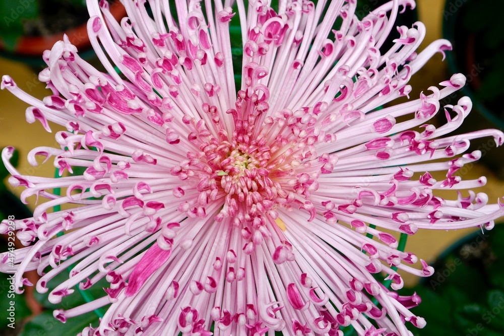 Close-up photo of pink chrysanthemum. The slender and curly petals are like noodles or fireworks. Close-up photo of pink chrysanthemum. The slender and curly petals are like noodles or fireworks.