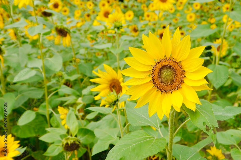 Beautiful sunflower field. Sunflowers always remind people of sunshine, happy, vitality, faith and positive.