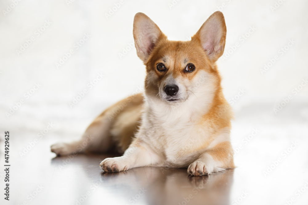 Furry friend. Beautiful corgi dog lying on floor and looking to side, against background of the window. The concept of movement, love of pets, animal world. Looks contented and graceful. Copy ad space