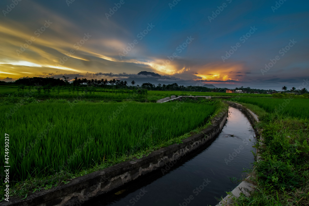 Sunset over the green rice fields, beautiful sunset