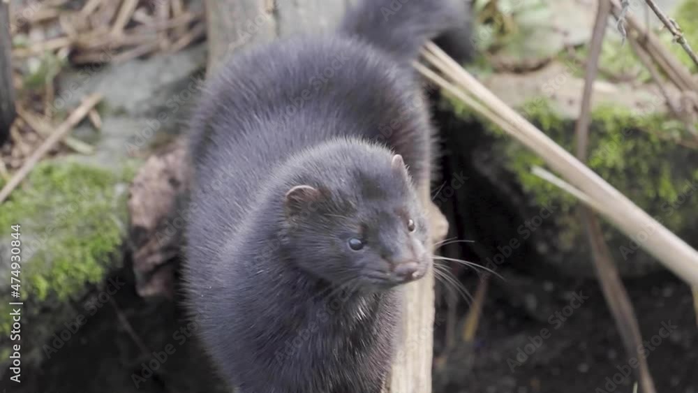 Slow Motion of American Mink (Neovison vison) Slow Motion of American Mink (Neovison vison)