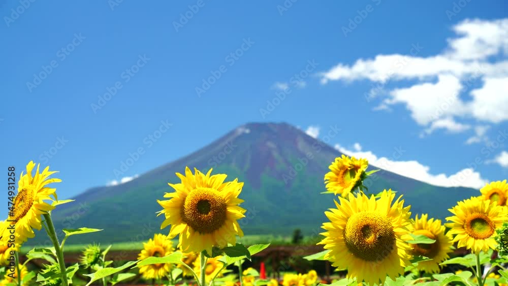 夏の富士山 ひまわり畑 夏の富士山 ひまわり畑