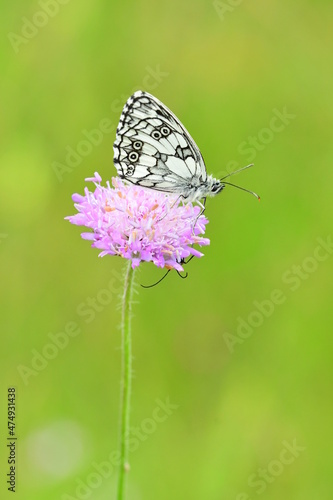 Wallpaper Mural Schachbrettfalter Torontodigital.ca