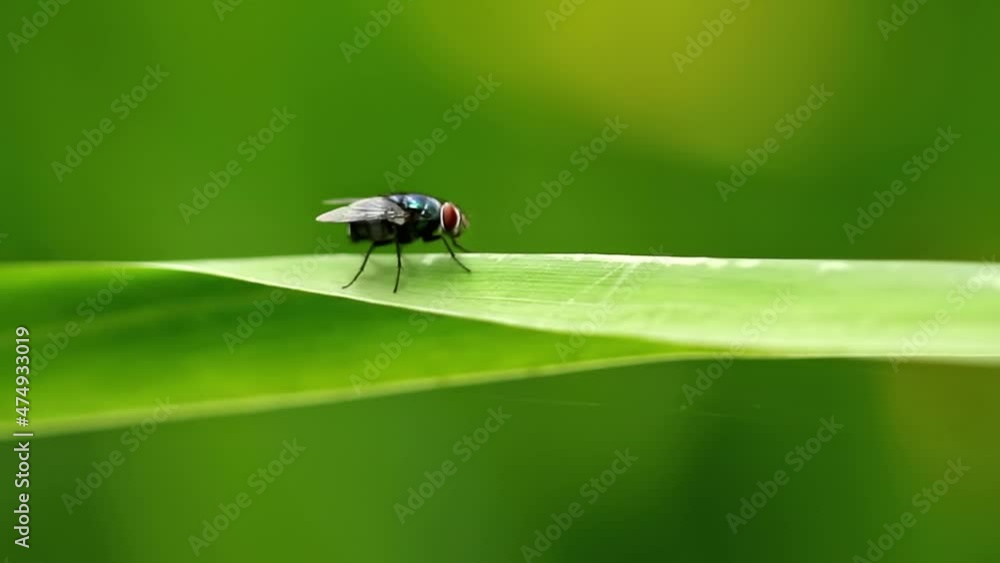 A fly whose body is blackish green slightly shiny, has thin transparent wings, blurred green leaves background, nature concept A fly whose body is blackish green slightly shiny, has thin transparent wings, blurred green leaves background, nature concept