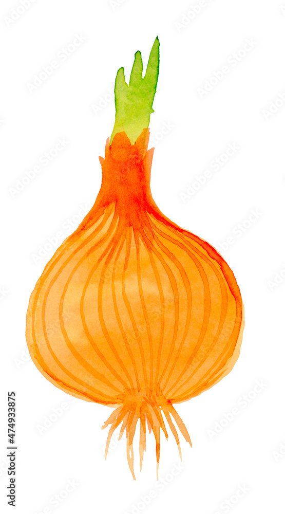 Onion. Hand drawn watercolor painting on white background,  illustration