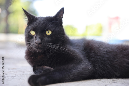 Close up of a black cat