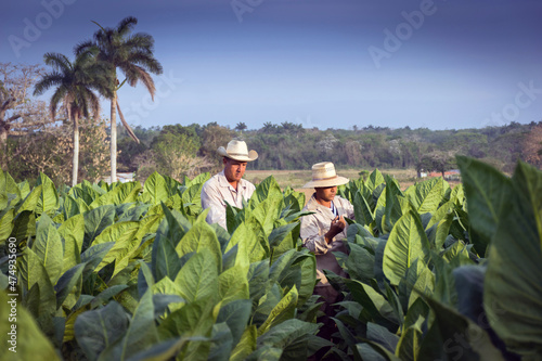 Two Tobacco farmers working at sunset in a healthy tobacco field with royal tree palm in the background, blue sky