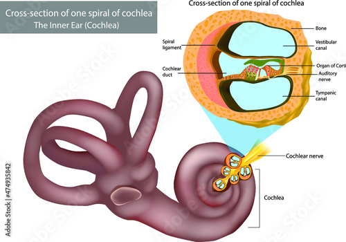 The Inner Ear (Cochlea). Cross-section of one spiral of cochlea. Organ of Corti, the sensory organ of hearing. Spiral ganglion, Osseous Spiral Lamina. Auditory Pathway photo
