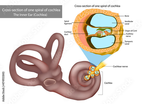 The Inner Ear Cochlea. Cross-section of one spiral of cochlea. Organ of Corti, the sensory organ of hearing. Spiral ganglion, Osseous Spiral Lamina. photo