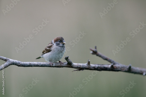 The Eurasian tree sparrow (Passer montanus)