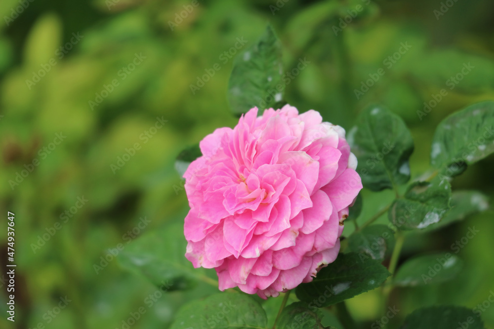 Closeup of a Gorgeous Pink Kazanlak Rose or Rosa Damascena