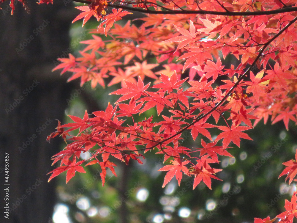red maple leaves red maple leaves