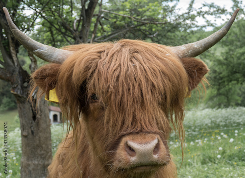 scottish highland cow (bos taurus) in a pasture