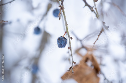 blackthorns, prunus spinosa, at the snow capped tree at a frosty winterday in december photo