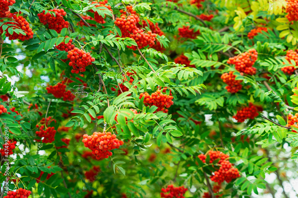 A lot of bunches of ripe rowan berries on the background of green foliage, selective focus