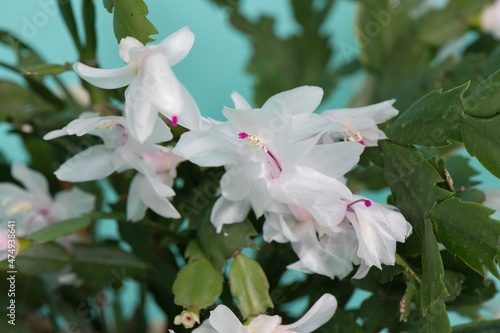 Beautiful white Christmas cactus up close on a green background. Focus is on the center of the flower. 
