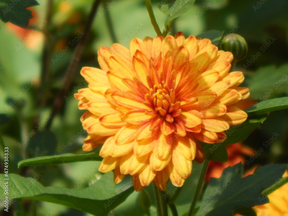 Big orange flower close up Big orange flower close up