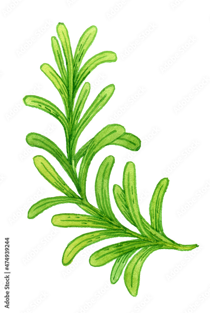 Fragrant Branch of Rosemary Perennial Herb with Evergreen Needle-like Leaves Illustration Fragrant Branch of Rosemary Perennial Herb with Evergreen Needle-like Leaves Illustration