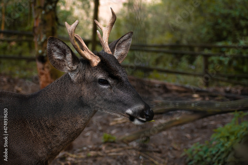 Fototapeta Naklejka Na Ścianę i Meble -  Close up of a Latin American Andean deer with horns and beautiful fur in the forest looking at the camera. National parks and wildlife sanctuaries concept.