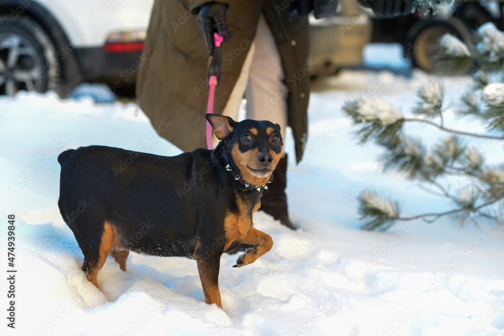 dwarf pinscher on a walk on a winter day dwarf pinscher on a walk on a winter day